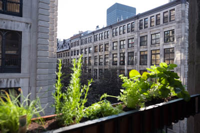 View out of the window, the planters is blurry and we see the building behind.