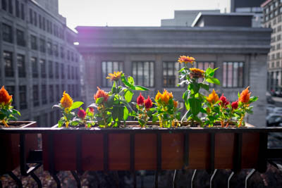 A planter with flowers hit by the sun.