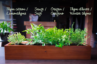 The planter with cooking herbs.